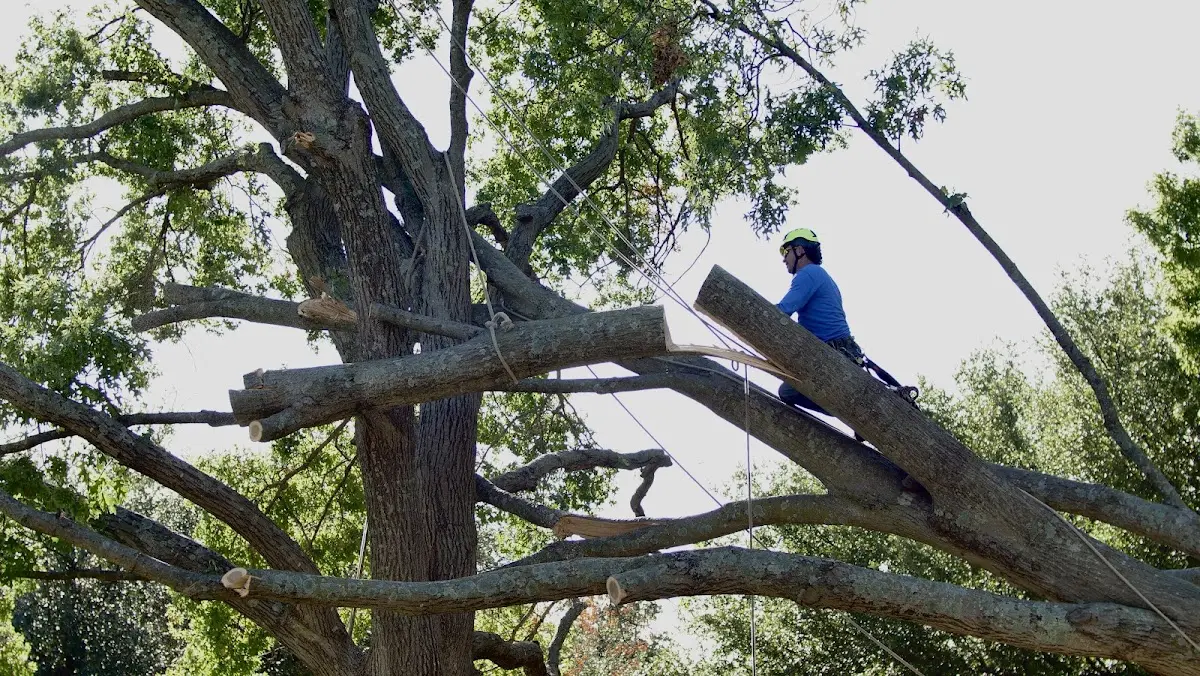 Professional Hazardous Tree Removal performed by certified arborists in Cincinnati