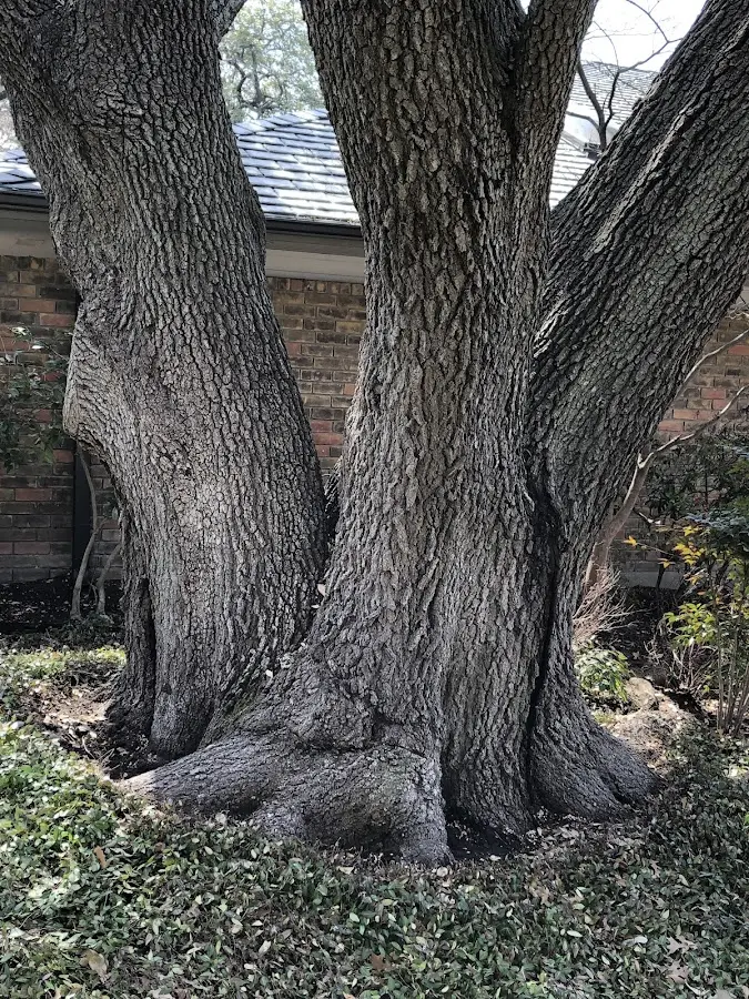 Mature heritage tree close to a Cincinnati property cared for by certified arborists